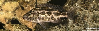 Nimbochromis polystigma.jpg