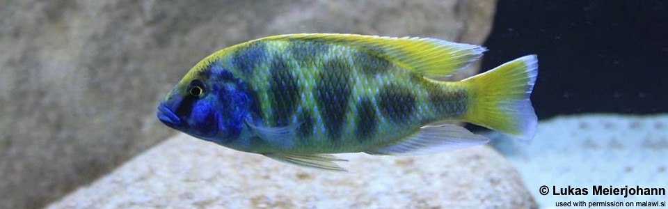 Nimbochromis venustus 'Luwala Reef'