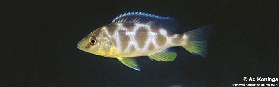 Nimbochromis venustus 'Zimbawe Rock'