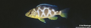 Nimbochromis venustus 'Zimbawe Rock'.jpg