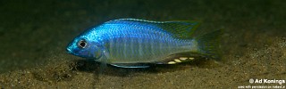 Nyassachromis leuciscus