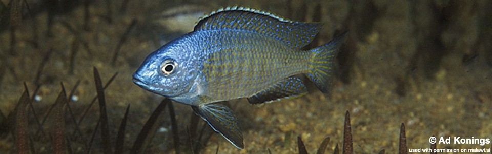 Nyassachromis microcephalus 'Otter Point'