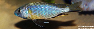 Nyassachromis purpurans.jpg