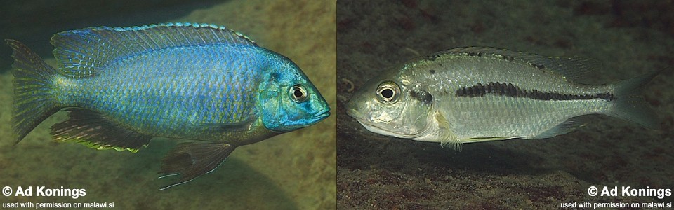 Nyassachromis sp. 'otter' Otter Point