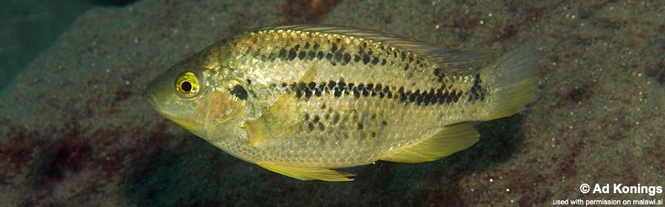 Oreochromis shiranus 'Chitande Island'