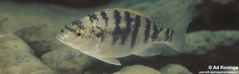 Oreochromis squamipinnis 'Gome'