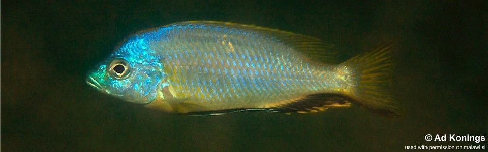 Otopharynx argyrosoma 'Madimba Bay'