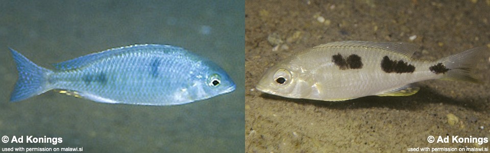 Otopharynx decorus 'Ntekete'