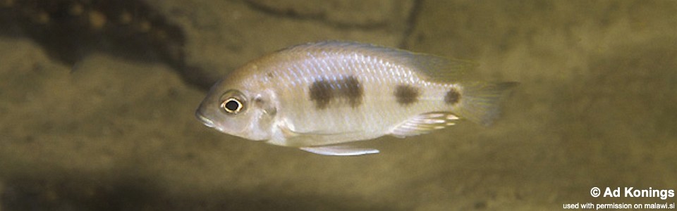 Otopharynx heterodon 'Cobwé'