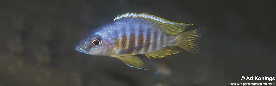 Otopharynx heterodon 'Gome Rock'