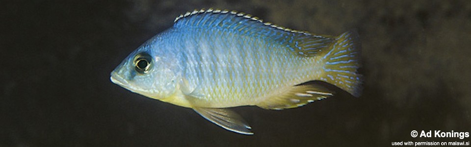 Otopharynx heterodon 'Mphanga Rocks'