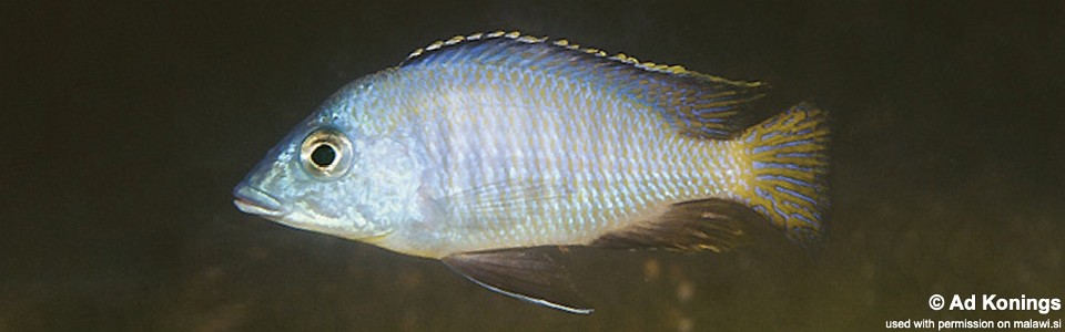 Otopharynx heterodon 'Nakantenga Island'