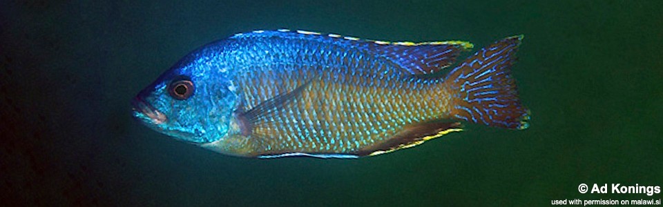 Otopharynx ovatus 'Boadzulu Island'