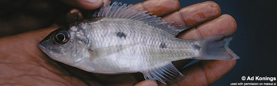 Otopharynx ovatus 'Mumbo Island'