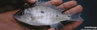 Otopharynx ovatus 'Mumbo Island'.jpg