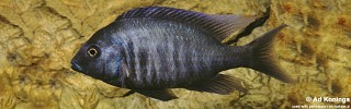 Otopharynx selenurus