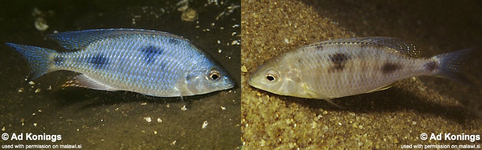 Otopharynx sp. 'decorus jumbo' Senga Bay