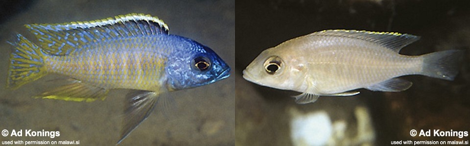 Otopharynx sp. 'golden blueface' Ikombe