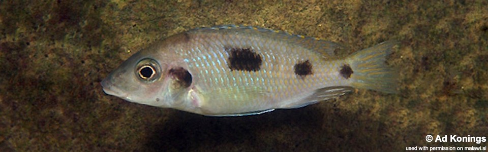 Otopharynx sp. 'heterodon longnose' Thumbi Point