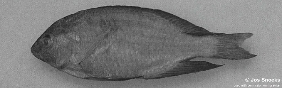 Otopharynx sp. 'high fin' Nkhotakota