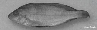 Otopharynx sp. 'high-fin low-GR'