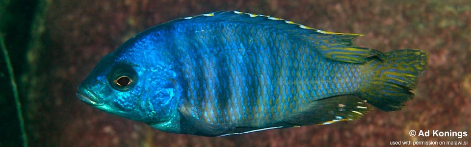 Otopharynx sp. 'ovatus likoma' Membe Point