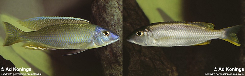 Otopharynx sp. 'silver torpedo' Senga Bay