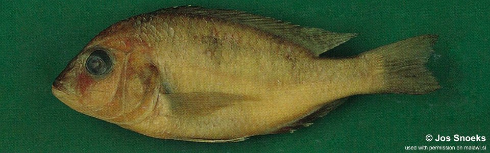 Otopharynx sp. 'tetraspilus molariform' Chipoka