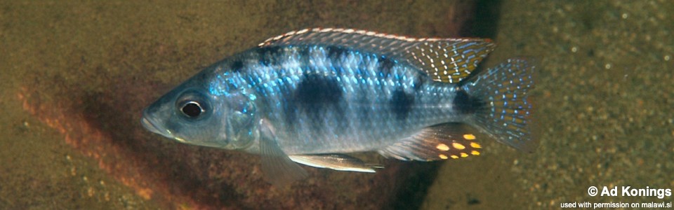 Otopharynx spelaeotes 'Makonde'