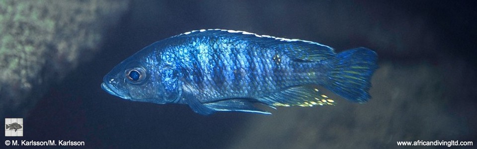 Otopharynx spelaeotes 'Rhoades Bank'