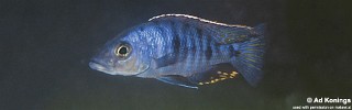 Otopharynx spelaeotes 'Jalo Reef'.jpg