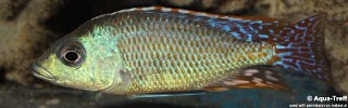 Otopharynx tetrastigma.jpg