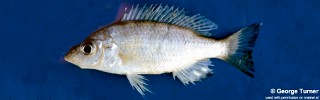 Placidochromis acuticeps