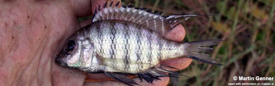 Placidochromis communis 'South East Arm'