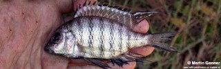 Placidochromis communis