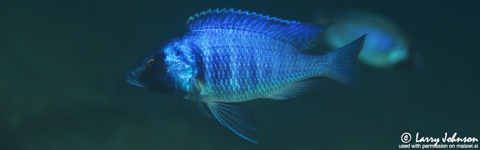 Placidochromis electra 'Border'