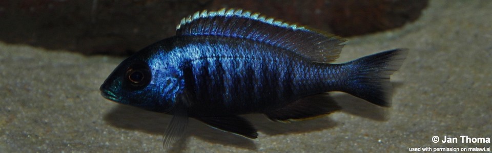 Placidochromis electra 'Liwani'