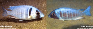 Placidochromis electra