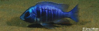 Placidochromis electra 'Malopa'.jpg