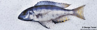 Placidochromis elongatus