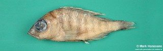 Placidochromis hennydaviesae