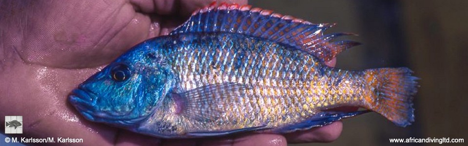 Placidochromis johnstoni 'Mbamba Bay'