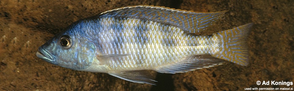 Placidochromis johnstoni (unknown locality)