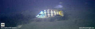 Placidochromis johnstoni 'Metangula'.jpg