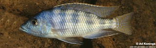 Placidochromis johnstoni.jpg