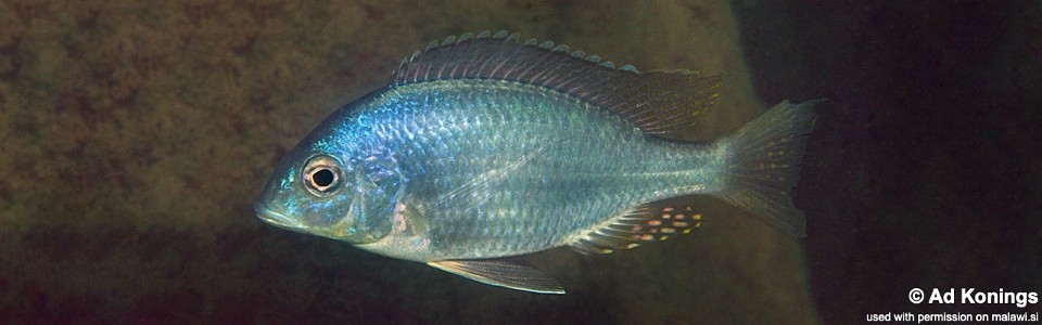 Placidochromis longimanus 'Thumbi East Island'