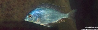 Placidochromis longimanus