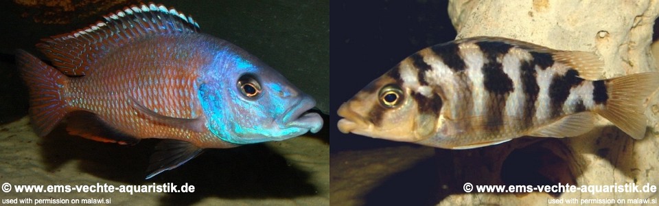 Placidochromis milomo 'Mbenji Island'