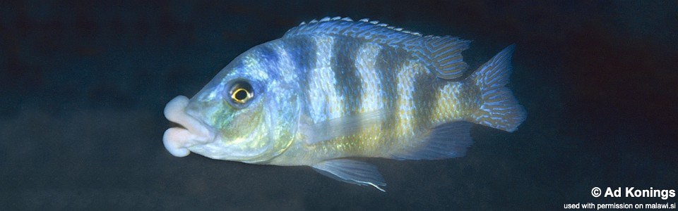 Placidochromis milomo 'Nkhomo Reef'