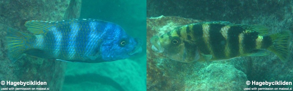 Placidochromis milomo 'Thumbi West Island'